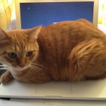 ネコがMacを占領、どいてくれー
